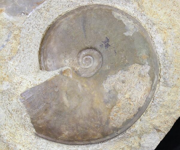 Dorsetensia Ammonite (Somerset, England) - Cyber Monday Deal! #30785